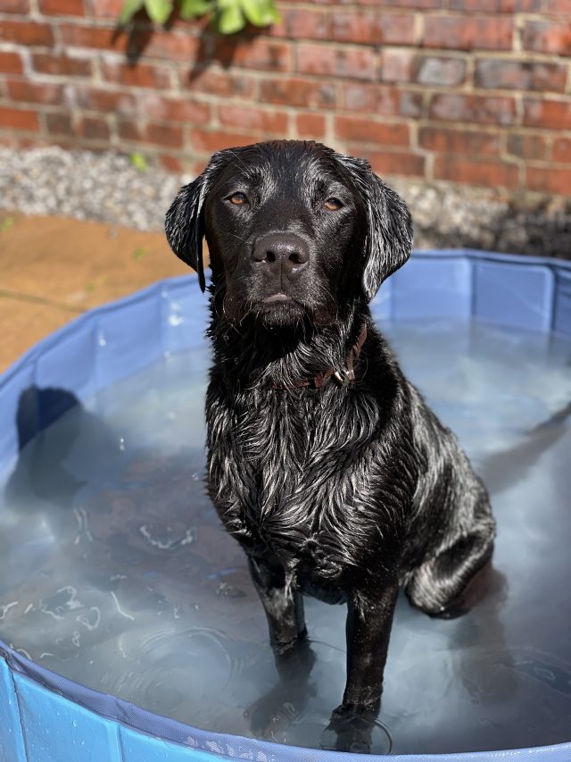 IMG_2648 copy https://playhound.co.uk/wp-content/uploads/2021/11/IMG_2648-copy-640x853.jpg