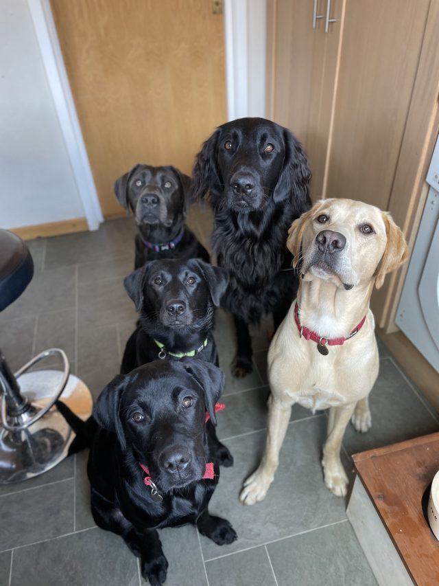 IMG_4461 2 copy https://playhound.co.uk/wp-content/uploads/2021/11/IMG_4461-2-copy-640x853.jpg