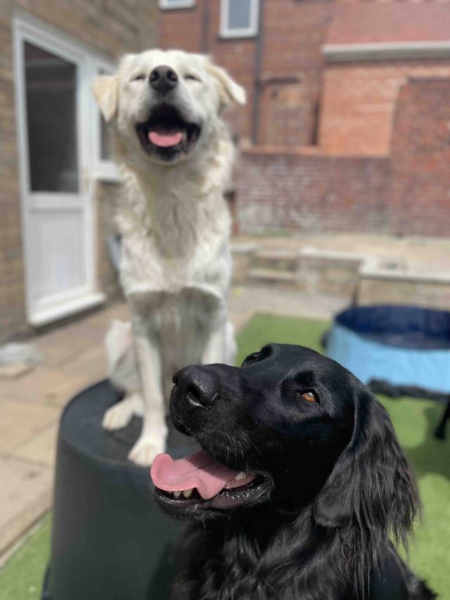 https://playhound.co.uk/wp-content/uploads/2022/09/Our-dogs-640x853.jpg
