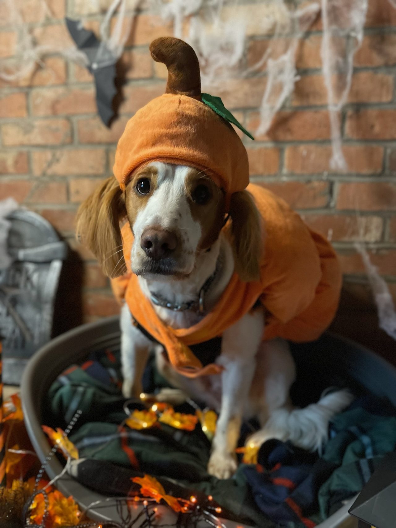 5FA1535E-003D-4663-A38B-EB151B113426