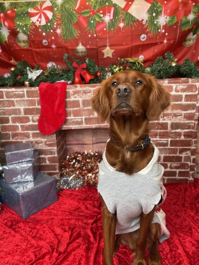 FCF8EB48-5CDB-416B-A0DE-7C217F8645BA_1_201_a